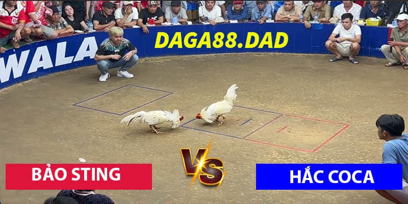 Bảo Sting Hạ Hắc Coca Tại Bồ TonHon 14/11/25