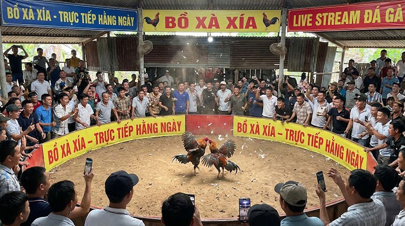 đá gà trực tiếp