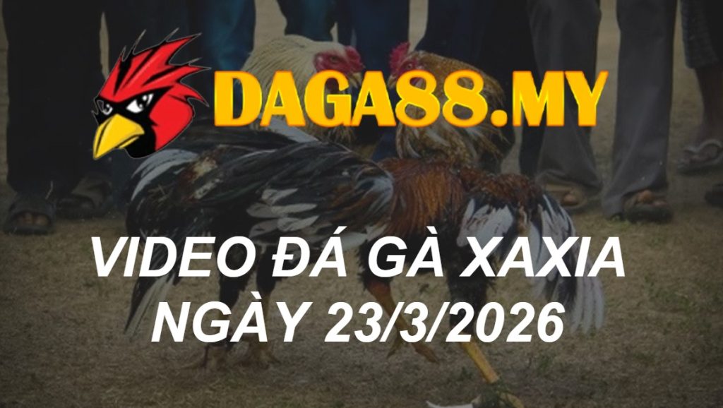 VIDEO GÀ XAXIA NGÀY 23/3/2026