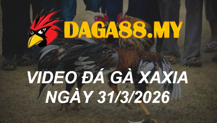 VIDEO GÀ XAXIA NGÀY 31/3/2026