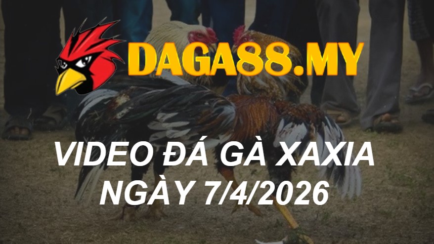 VIDEO GÀ XAXIA NGÀY 7/4/2026