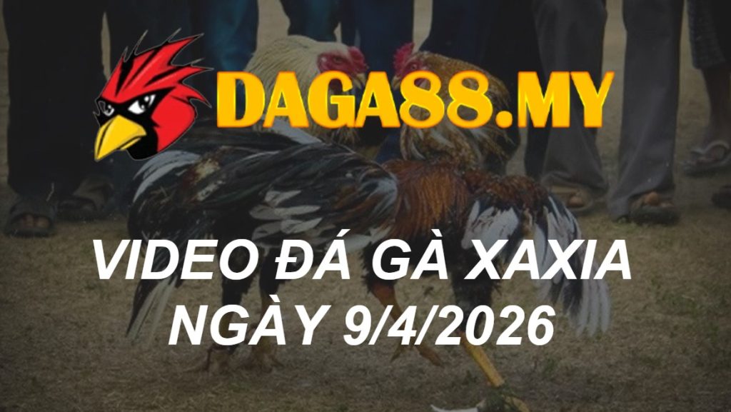 VIDEO GÀ XAXIA NGÀY 9/4/2026